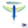 nomad flying fish