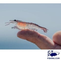 nomad swichter shrimp